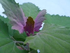 Baumspinat Chenopodium giganteum Magentaspreen Spinatbaum - 1g = 1750 Samen