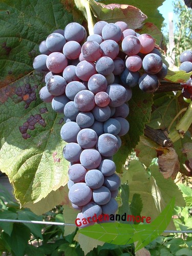 Blaue kernlose weintraube - kernlose,