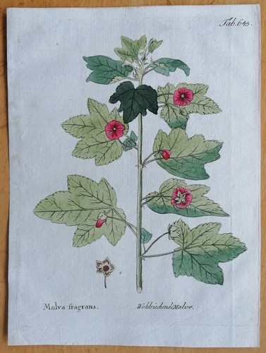 Vietz icones plantarum - icones,