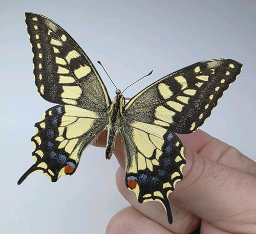 Papilio machaon schantungensis - papilio,