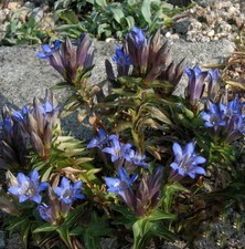 Kaukasus-Enzian - Gentiana
