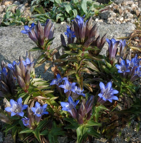 Kaukasus enzian gentiana - kaukasus-enzian,