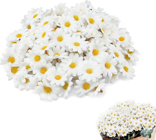 200 stück gänseblümchen - 200,