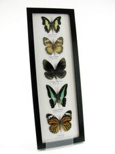 5 echte präparierte