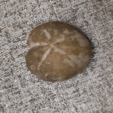 Fossilie Meeresfossilie