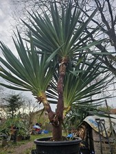 🌴Yucca Recurvifolia 160cm