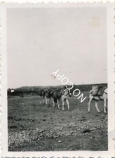 Foto Legion Condor Spanien