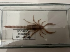 Skorpion präparate 2stück - präparate,