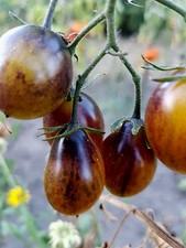 TOMATE  blau gelb lila "Indigo blue"  süß  Snack, Cocktail, Topf, Kübel