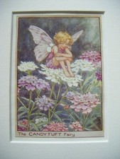 Candytuft Fairy Vintage Flower Fairies Print & Mount Cicely Mary Barker c1930s