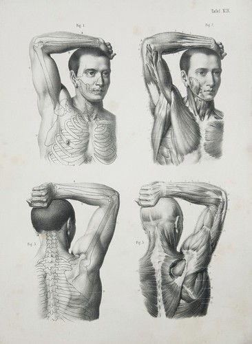 Medizin anatomie anatomy - anatomie,