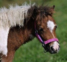 Halfter Holly Glitzer Nylon