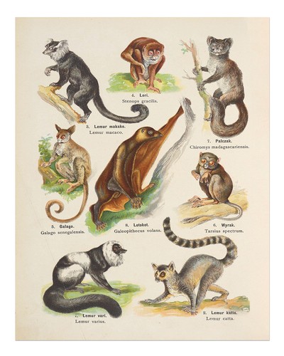 Vintage lemuren wandkunst - vintage,