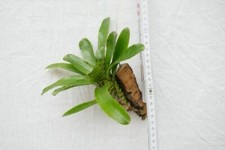 Neoregelia ampullacea