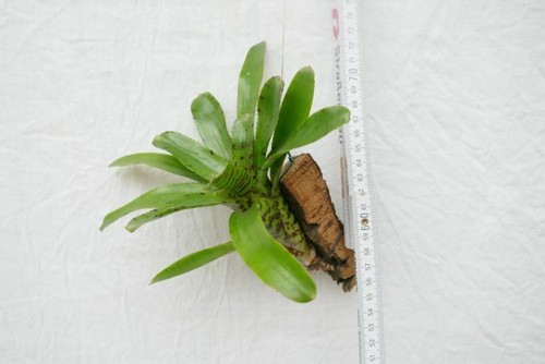 Neoregelia ampullacea
