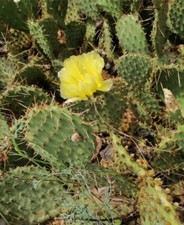 Winterharte Opuntia