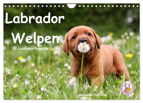 Labrador welpen - welpen,