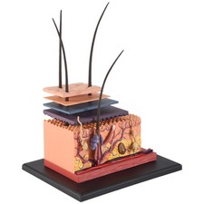 3X(4D Menschliche Haut Modell