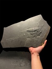 Super! Coccosteus Cuspidatus