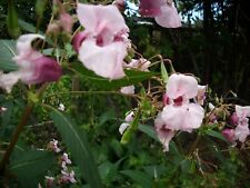 Impatiens, Balsamine