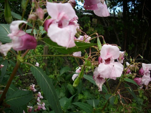 Impatiens balsamine - impatiens,,