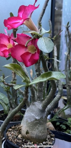 Thailänd wüsten rose - thailänd., wüsten,rose