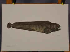 Plakat Poster Lehrtafel