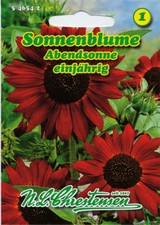 N.L.Chrestensen Sonnenblume Abendsonne Samen Blumen für ca.30 Pflanzen 