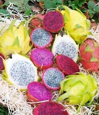 Drachenfrucht Mischung Rot-Gelb-Weiß 50 Samen Pitahaya Obstsamen Kaktussamen 