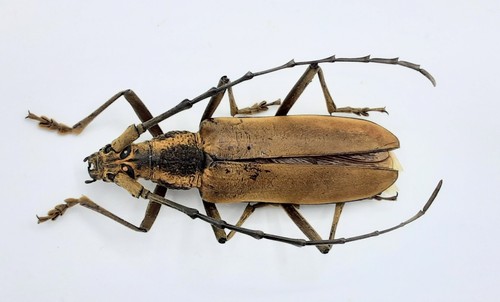 Cerambycidae massicus sp - massicus,