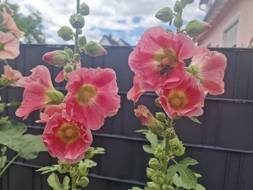 Stockrosen samen für - 30, €