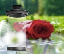 Grablaterne, Stablaterne mit