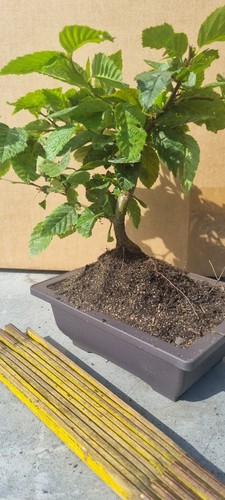 Pre bonsai hainbuchenbaum - pre-bonsai,,