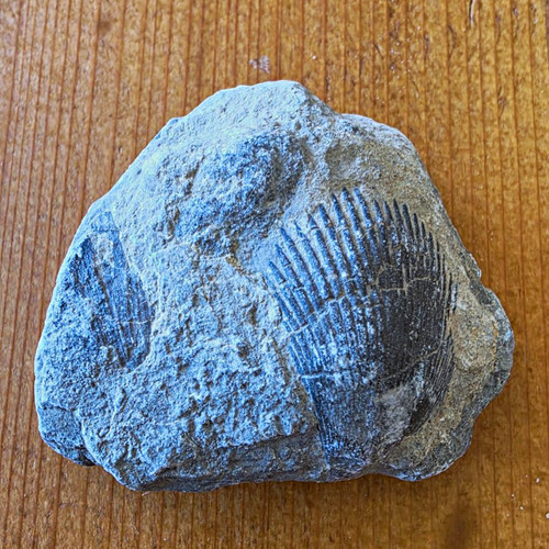 Fossil muschel brachiopode - fossil, /