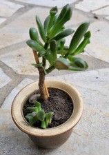 Crassula Gollum 10cm Bonsai Geldbaum Bio Affenbrotbaum mit Übertopf 