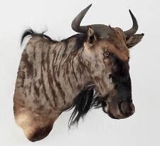 Streifengnu Schultermontage Gnu Trophäe shouldermount Hörner Wildebeest #44
