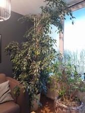 Große zimmerpflanzen, Benjamin ficus tree 250 cm with elegant pot