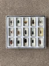 Schaukasten Insekten Sammlung Acryl Blöcke  Präpariert Käfer, Skorpion,Schab