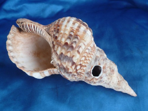 Muschelhorn tritonshorn - muschelhorn,