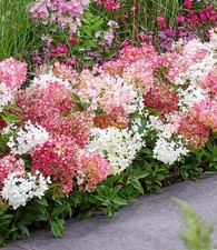 BALDUR Garten Niedrige