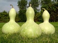 FLASCHENKÜRBIS MINI BOTTLE