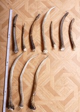 10 schöne Geweihstangen vom