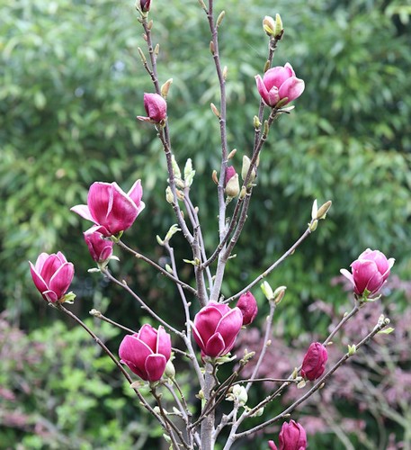 Magnolie march till - magnolie,