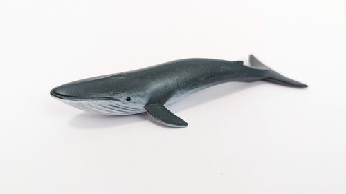 200 blauwal blau wal wasser - wal,