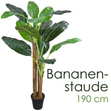 Bananenbaum bananenstaude - bananenbaum,