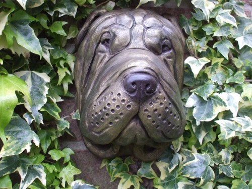 Grosser sharpei shar - grosser,
