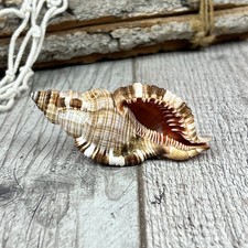 Cymatium Pileare 8cm echte