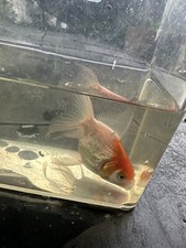 Orandas Red Cap goldfish, 5