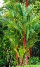Siegellackpalme - Cyrtostachys