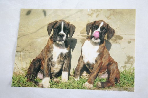 Hunde postkarte von - postkarte, xxl